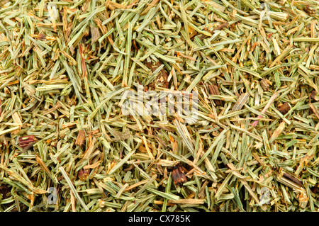 Campo Equiseto Equisetum Arvense, germogli essiccati Foto Stock
