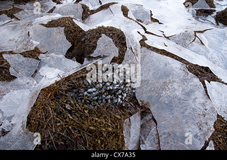 Le Alghe/alghe, le cozze e mare di ghiaccio sul Loch Sunart, costa ovest della Scozia, Regno Unito. Foto Stock