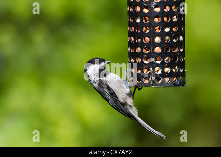 Black-Capped Chickadeel e Bird Feeder close up Foto Stock