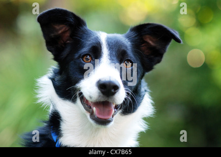 Outdoor ritratto di un Border Collie cane. Foto Stock