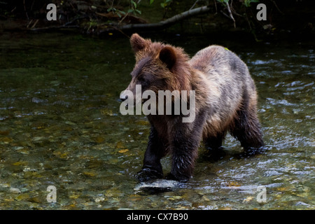 Grizzly Bear Cub la cattura del salmone ad hyder Alaska Foto Stock