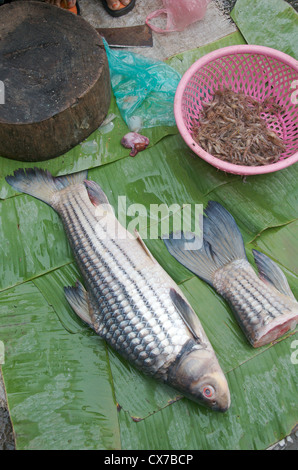 Il pesce fresco del fiume Mekong sul giorno di mercato Luang Prabang Laos Asia Foto Stock