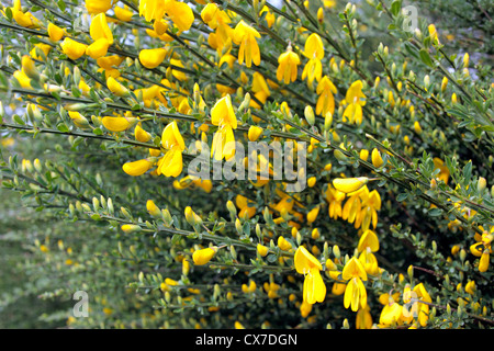 Fioritura Scotch Broom (Cytisus scoparius), Angus, Scotland, Regno Unito Foto Stock