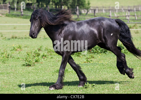 Cavallo nero corre galoppo in estate Foto Stock