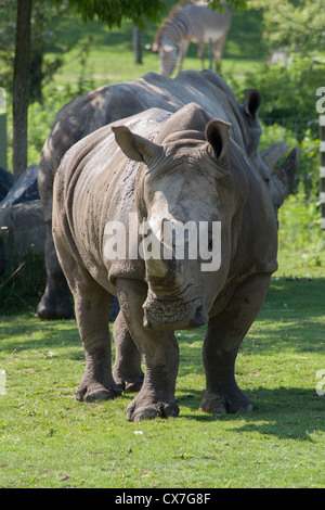 Si tratta di una immagine di un Rhino a Toronto Zoo Foto Stock