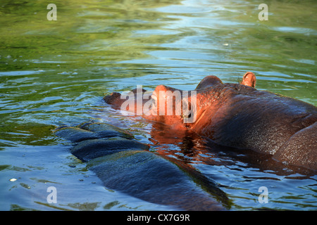 Questo ia di una immagine di un ippopotamo al Toronto Zoo Foto Stock