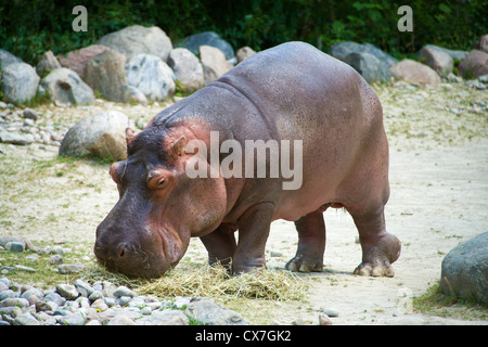 Questo ia di una immagine di un ippopotamo al Toronto Zoo Foto Stock