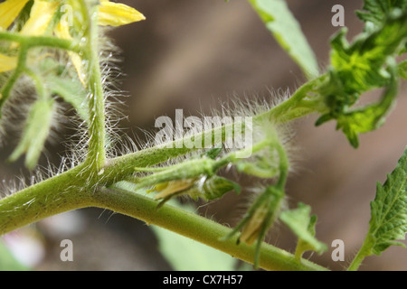 Peli ghiandolari o tricomi sullo stelo di un pomodoro coltivate Foto Stock