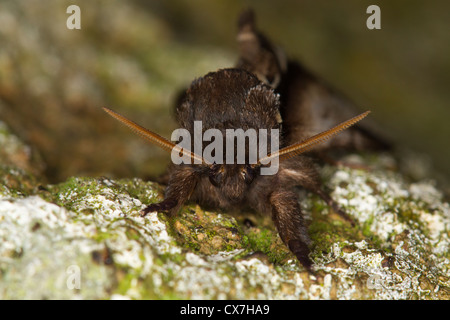 Minor Swallow prominente (Pheosia gnoma) moth Foto Stock