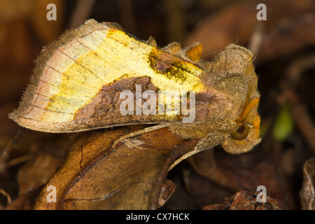 Ottone brunito (Diachrysia chrysitis) moth Foto Stock