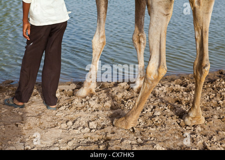 Cammello e guida nel deserto di Thar, Rajasthan, India Foto Stock