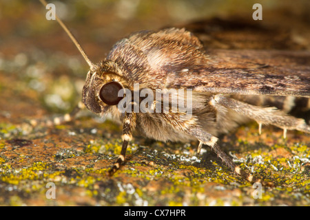 Rame (Underwing Amphipyra pyramidea) moth Foto Stock