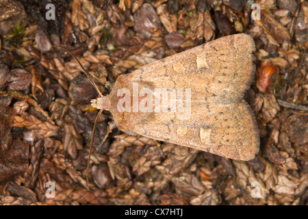 Piazza-spot (rustico Xestia xanthographa) moth Foto Stock