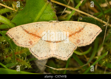 Maiden's arrossire (Cyclophora punctaria) moth Foto Stock