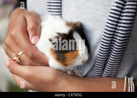 Agriturismo pet, guinea pig (cavia porcellus) Foto Stock