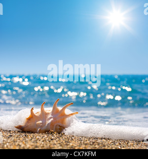 Seashell in il surf e la sabbia del mare Foto Stock