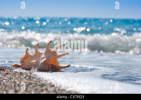 Seashell in il surf e la sabbia del mare Foto Stock