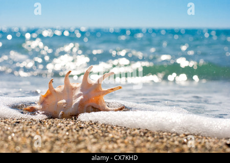 Seashell in il surf e la sabbia del mare Foto Stock