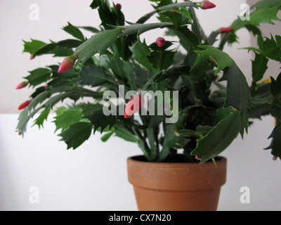 Natale pianta di cactus (Schlumbergera) Foto Stock