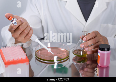 Un ricercatore utilizzando una pipetta su una capsula di Petri Foto Stock