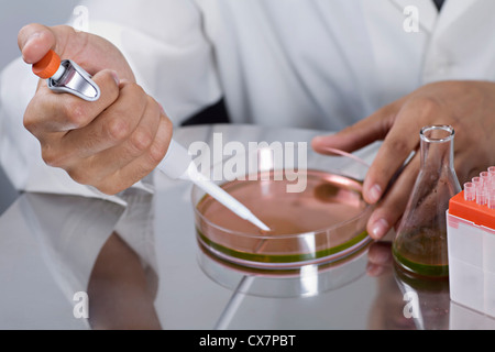 Un ricercatore utilizzando una pipetta su una capsula di Petri Foto Stock