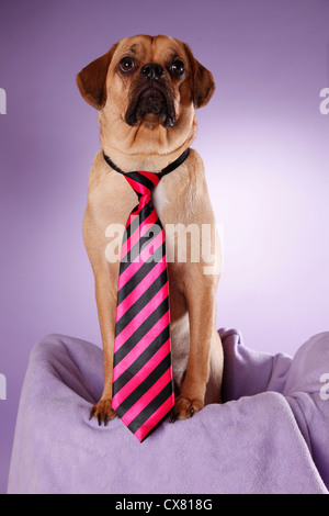 Puggle Foto Stock