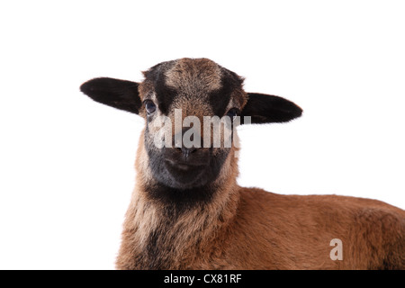 Agnello del Camerun Foto Stock