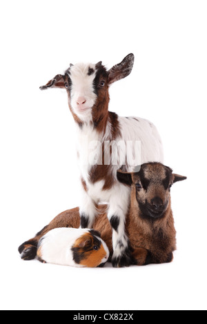 La capra, agnello, cavia Foto Stock