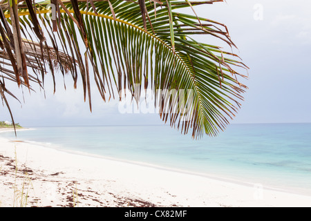 Un palm frond incombe sulla sabbia rosa della spiaggia lunga speranza comune, gomito Cay Abacos, Bahamas. Foto Stock