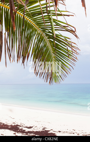 Un palm frond incombe sulla sabbia rosa della spiaggia lunga speranza comune, gomito Cay Abacos, Bahamas. Foto Stock