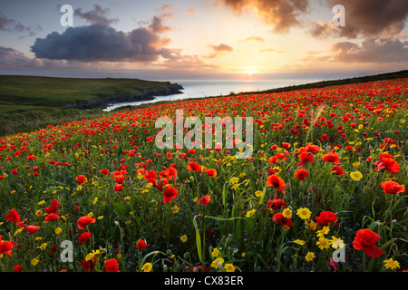 Un piccolo campo di papaveri che crescono in North Cornwall Foto Stock