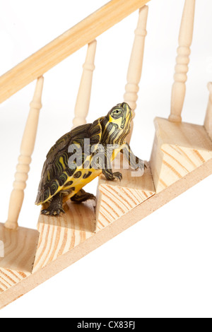 Tartaruga ambizioso il movimento verso l'alto con perseveranza su una scala o una scaletta Foto Stock