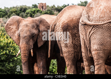 Gli elefanti africani Foto Stock