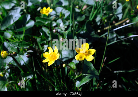 Marsh marigold Caltha palustris kingcup fiore giallo molla zona umida paludosa saturo di acqua suolo bloom blossom Foto Stock