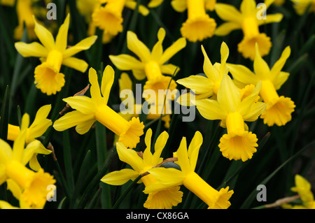 Narcissus peeping tom dwarf cyclamineus Div 6 ibrido precoce lungo stretto tromba svasata petali riflessi giallo oro Foto Stock