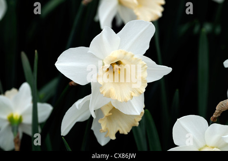 Narcissus salome divisione 2 Daffodil foto macro Close up fiore fiore fiore bianco crema petali cup si apre il giallo diventa di colore rosa Foto Stock