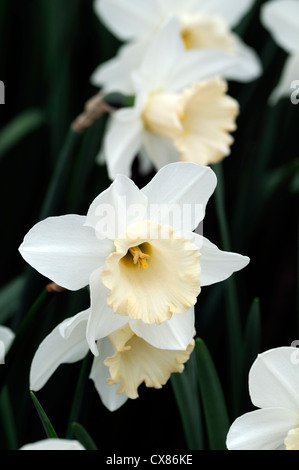 Narcissus salome divisione 2 Daffodil foto macro Close up fiore fiore fiore bianco crema petali cup si apre il giallo diventa di colore rosa Foto Stock
