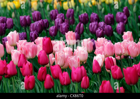 Tulipa negrita albicocca bellezza couleur cardinale tulip tulipani rosa rosso porpora mix letto misto di confine delle lampadine di primavera colore colore Foto Stock