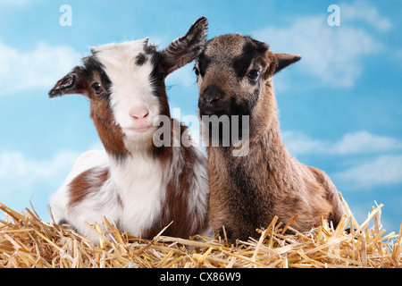 Yeanling capra e agnello yeanling Foto Stock