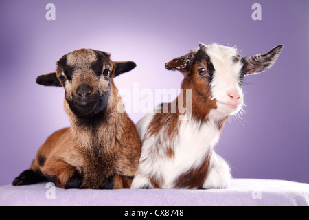 Yeanling capra e agnello yeanling Foto Stock