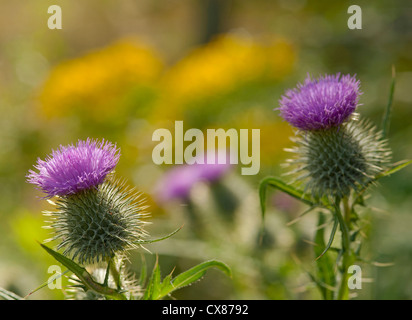 Spear Thistle comune in Scotlandand diffusa in tutta l'Europa. SCO 8520 Foto Stock