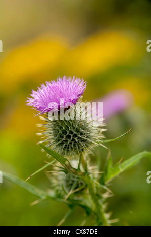 Spear Thistle comune in Scotlandand diffusa in tutta l'Europa. SCO 8522 Foto Stock