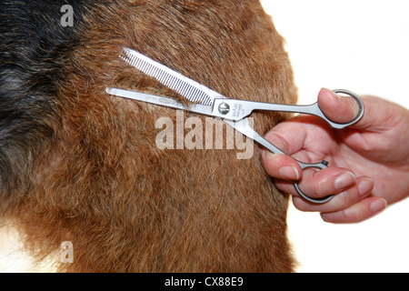 clip un airedale Foto Stock