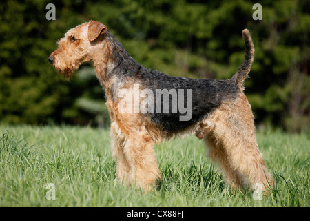 Airedale Terrier Foto Stock