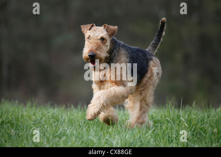 Esecuzione di Airedale Terrier Foto Stock