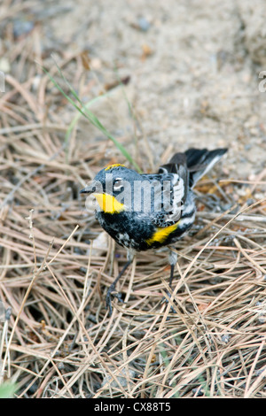 Audubon's Warbler uccello songbird verticale Foto Stock