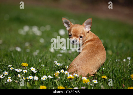 Shorthaired Chihuahua Foto Stock