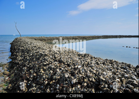 Antico borgo medievale di pesce / bloccaggio écluse, il modo tradizionale di intrappolando pesce a bassa marea sull'isola Ile de Ré, Charente-Maritime, Francia Foto Stock