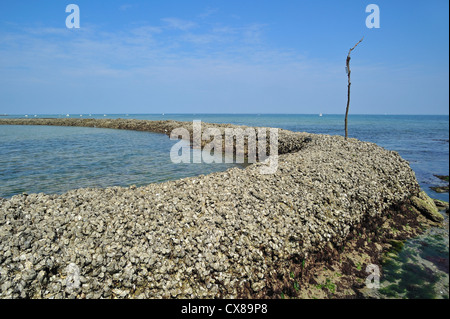 Antico borgo medievale di pesce / bloccaggio écluse, il modo tradizionale di intrappolando pesce a bassa marea sull'isola Ile de Ré, Charente-Maritime, Francia Foto Stock