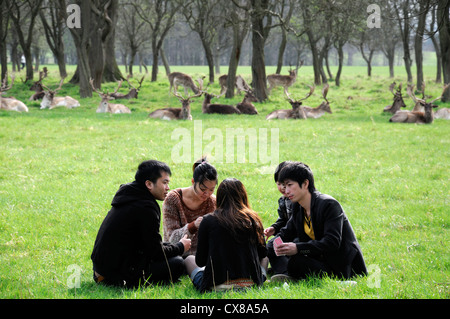 I turisti cinesi cittadini giocando a carte phoenix park Dublino daini ricreazione famiglia relax Foto Stock